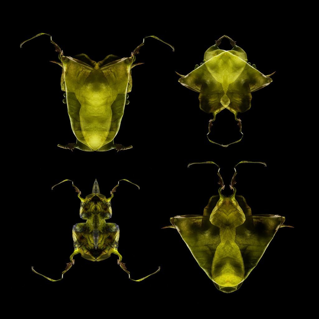 Cetonia viridis - Larva, nympha, imago © irina sovkine
