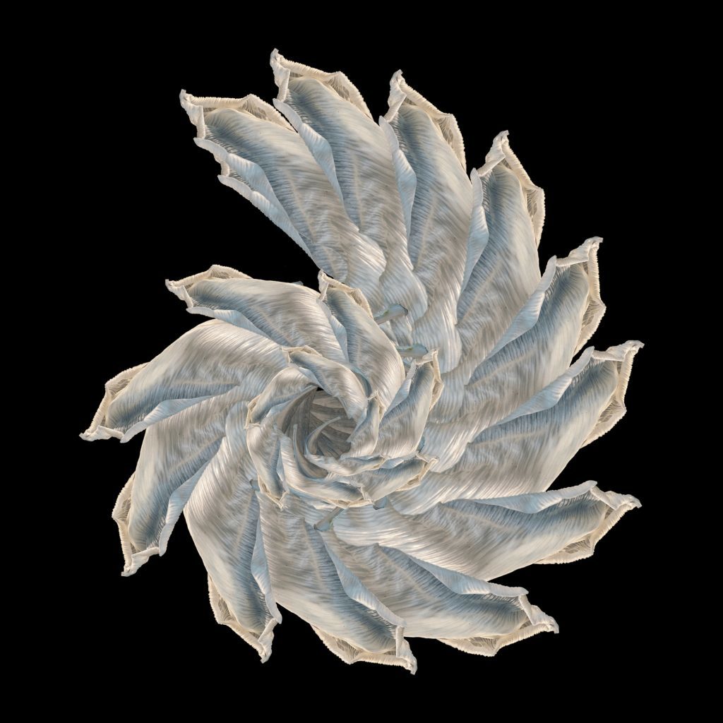 Albaspira spinosa © irina sovkine