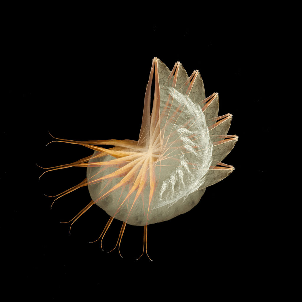 Nautilus croceus © irina sovkine